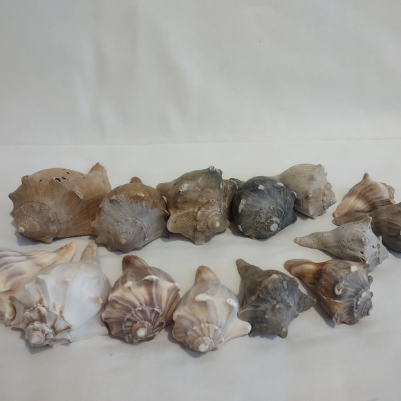 5 lb of Seashell Whelk Welk Shell Beach Shelf Display Decor Aquarium - Picture 5 of 10